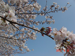 満開の桜