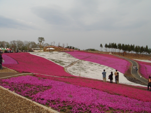 日本一の芝桜