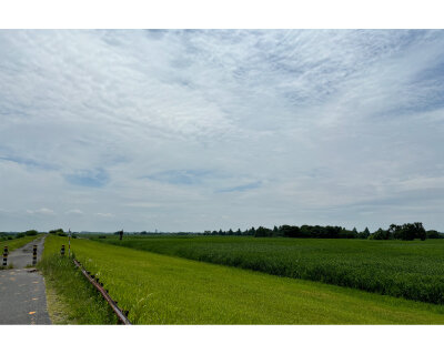 渡良瀬遊水地に広がる緑の草原と大きな空の風景