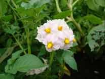 じゃがいもの花